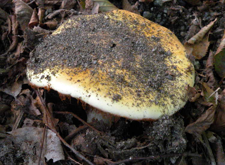 Cortinarius dalle colline reggiane